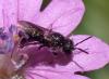 Chelostoma sp.